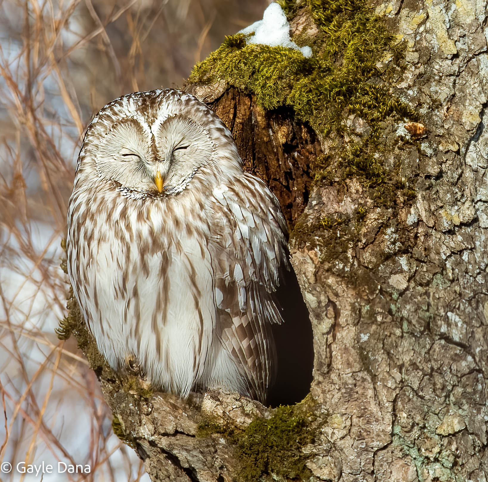Owl eyes closed